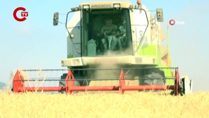 Nilüfer’de yerel tohumdan üretilen buğday hasadı başladı