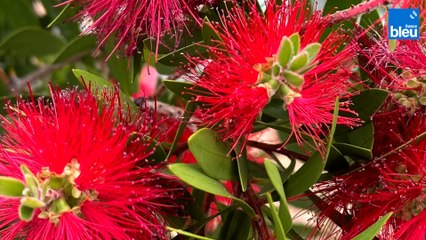 Roland Motte, jardinier : plantez un callistemon ou rince-bouteille