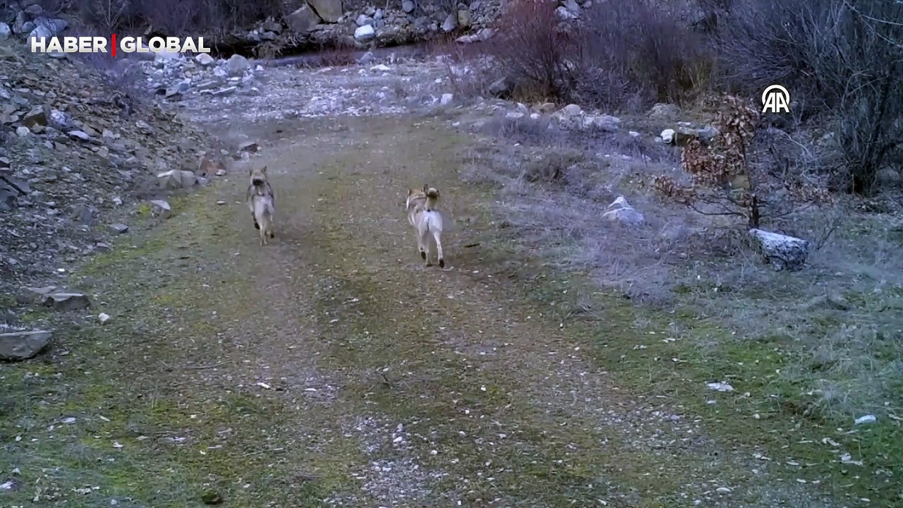 Bingöl'de kurt sürüsü, böyle görüntülendi