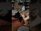 Corgi and Rescued Stray Cat Love Playing Together
