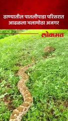 ठाण्यातील पातलीपाडा परिसरात आढळला भलामोठा अजगर-