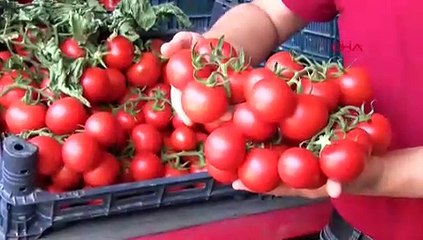 Domatesin fiyatı düştü: Limonun arttı