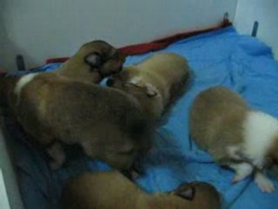 bébés de vanndy 2