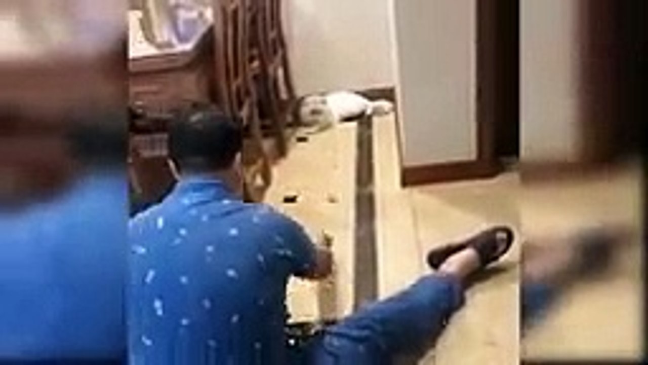 Naughty cats