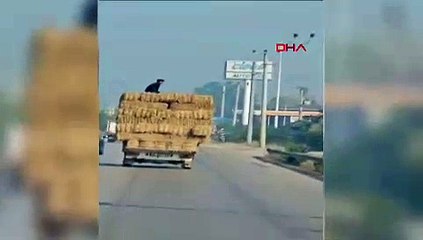 BURSA Kamyonetteki saman balyaları üzerinde tehlikeli yolculuk kamerada