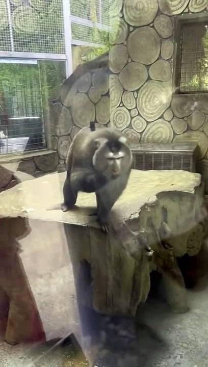 Cute_Funny monkey 