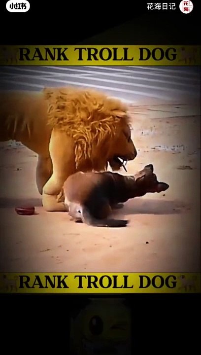 Dog funny scene