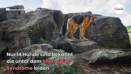 Télécharger la video: Auf der ganzen Welt leiden nur 14 Hunde an dieser seltenen Krankheit (Video)