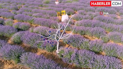 Tekirdağ'da 4. Lavanta Şenliği 8 Temmuz'da başlıyor