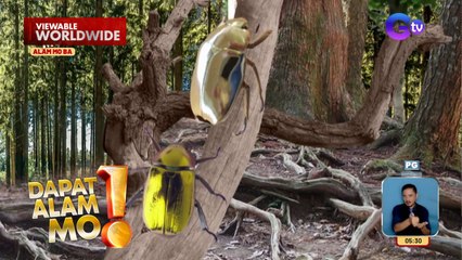 Golden at silver na salagubang, matatagpuan sa Coasta Rica?! | Dapat Alam Mo!