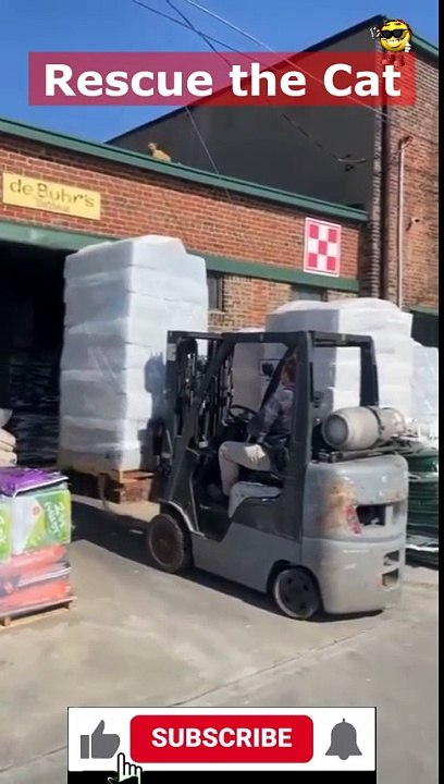 Rescue the Cat  - #animals #funnyfails #animalvideo #humor #humour #fails #funnywork