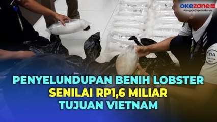 Penyelundupan Benih Lobster Senilai Rp1,6 Miliar Tujuan Vietnam di Bandara YIA Berhasil Digagalkan