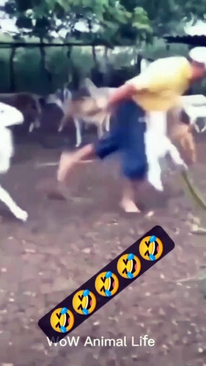 animals video fun is everyone 