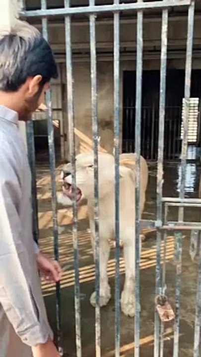 Wild Lion