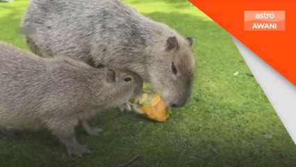 Panas sangat! Capybara pun makan ais