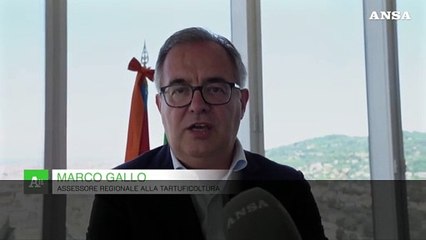 Regione Piemonte, istituita la delega ai tartufi: "Giro d'affari di 250 milioni"