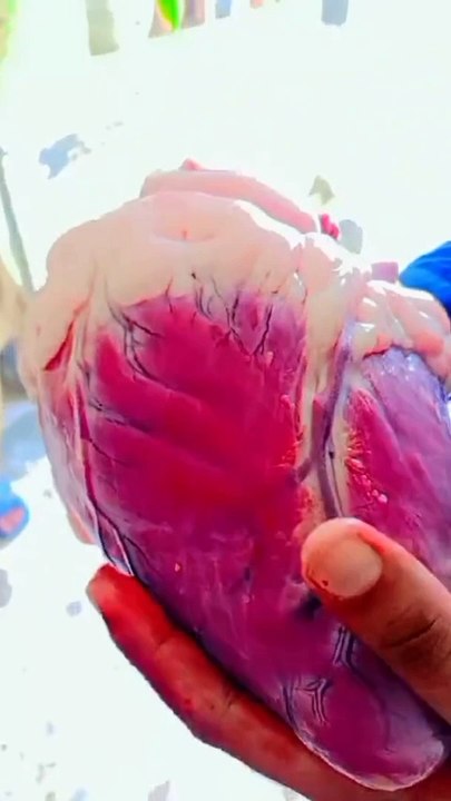 Heart