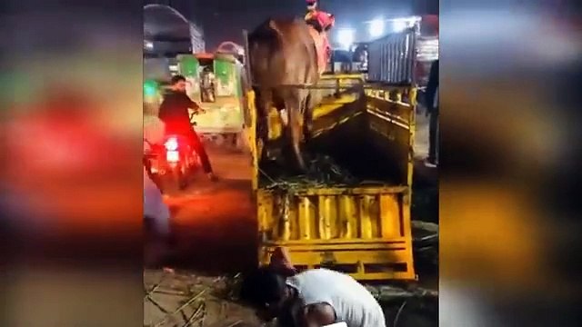 Hilarious Animal Qurbani Fails Bakra Eid 2023 Anari Kasai viral videos || MA Entertainments