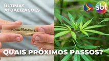 STF envia ao Legislativo decisão que descriminalizou porte de maconha; entenda