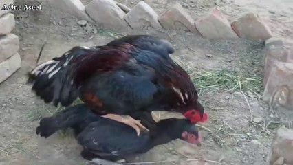 10 Chicks of Sindhi Cross Chicken came out