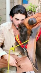 Funny video viral Short tarindig Short viral Short