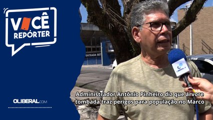 Administrador Antônio Pinheiro diz que árvore corre risco de tombar no bairro do Marco