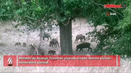 Malatya’da domuz sürüleri görüntülendi
