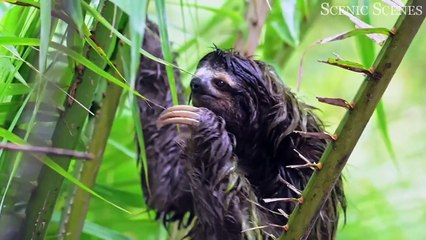 Animals of Amazon 4K - Animals That Call The Jungle Home _ Amazon Rainforest _Scenic Relaxation Film