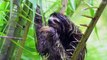 Animals of Amazon 4K - Animals That Call The Jungle Home _ Amazon Rainforest _Scenic Relaxation Film