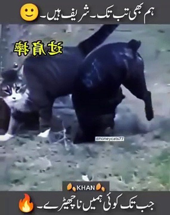 Cat funny video