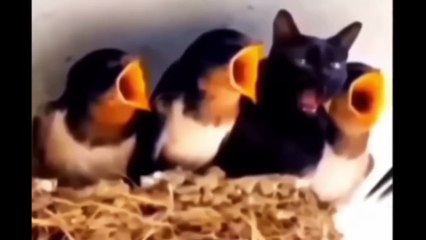 Top_10_Cat_Facts(1080p60)