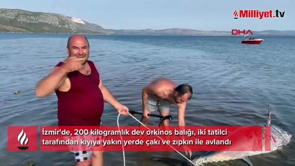200 kiloluk orkinos çakı ve zıpkınla avlandı, o anlar kamerada