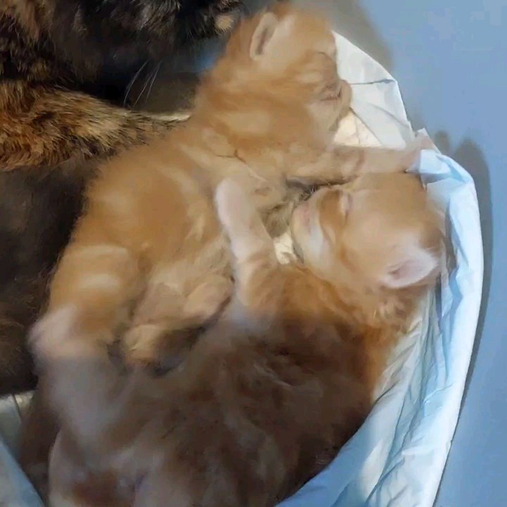 mamma gatta