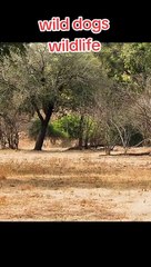 Wild Animals part-1 Urdu Dabbing