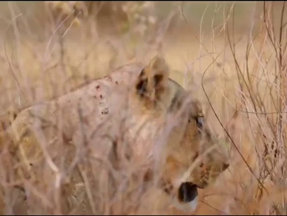 Wild life part -2