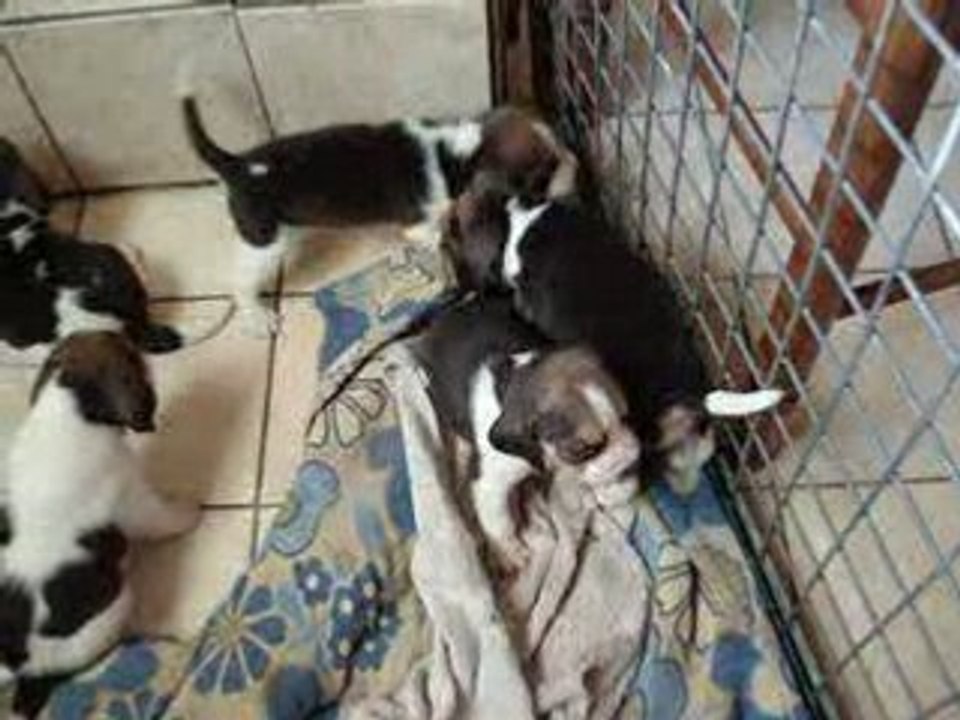 Bébés de Brisca et de Arés .