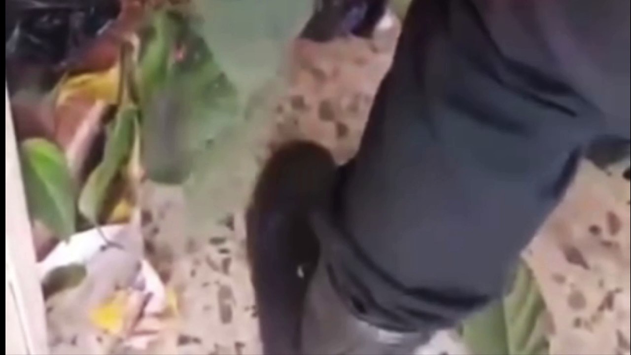 Presunto ladrón queda atrapado en su intento por ingresar a una vivienda