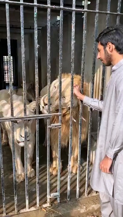 White lion pair