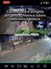 Brutalidade! homem é suspeito de matar cachorrinha a pedrada em Rua de Campo Grande