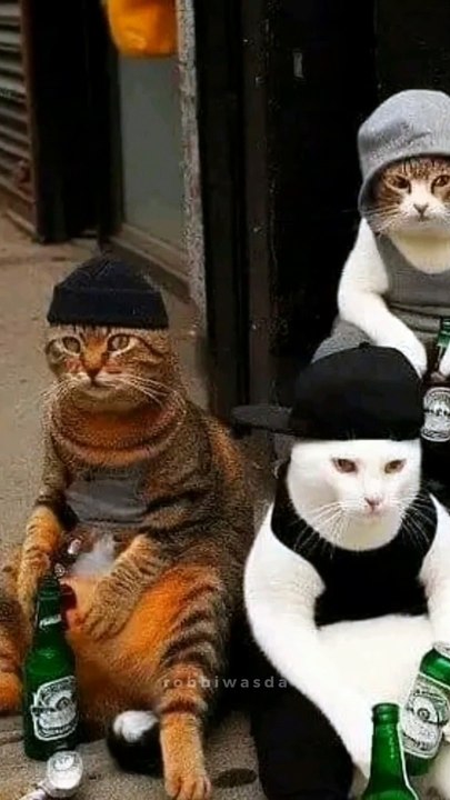 #Cats #Cat #Kitten #kittens #kitty #meowdance #meow #meowbahh
