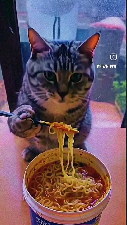 #Cats #Cat #Kitten #kittens #kitty #meowdance #meow #meowbahh  eat eating