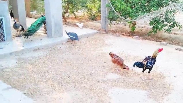 Very very hot day peacocks pigeons hens chakor all bird's always close water