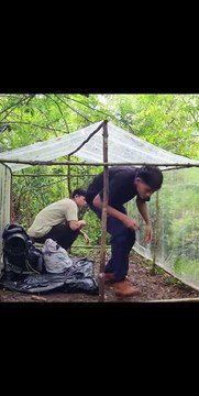 Building a Woodland Cabin with Plastic Wrap. #camping #camp #bushcraft #bushcraftshelter #shelter #build #building #primitive _