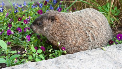 How to Get Rid of Groundhogs in Lawns and Gardens