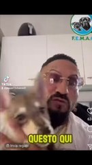 il piccolo lupo arex