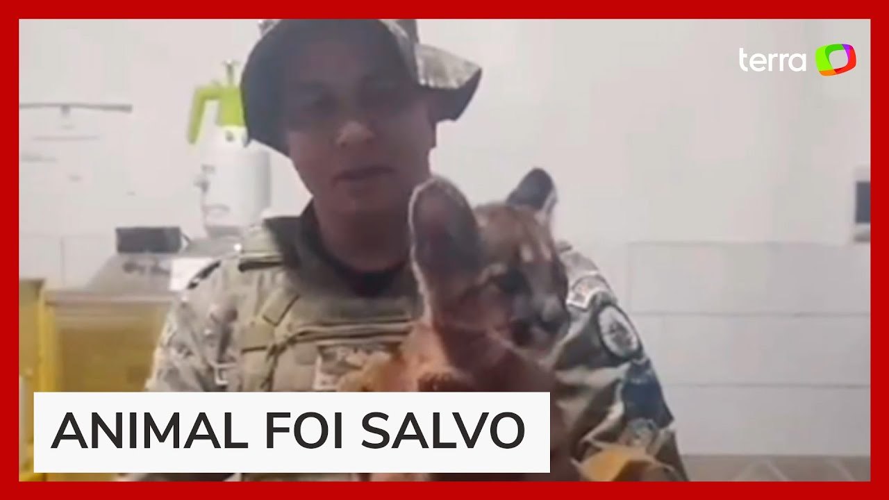 Filhote de onça é resgatado após ser abandonado em casa na área rural de Goiás
