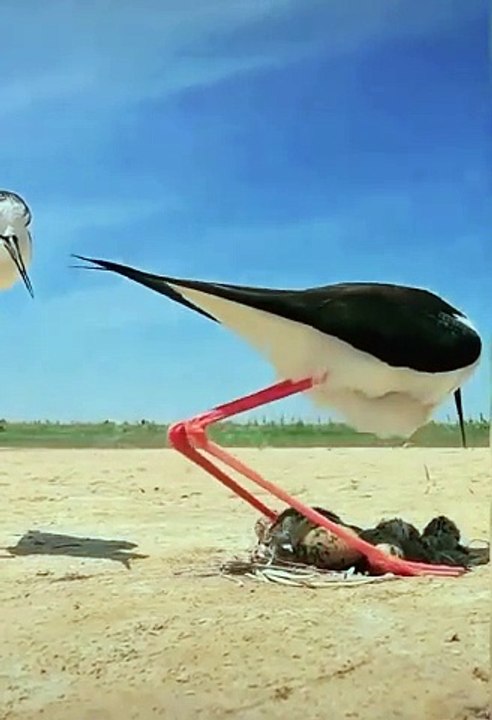 Pet Cats Beautiful Bird And Animal 4K HD Adorable Photography By Nature.