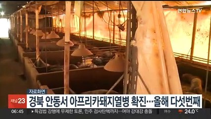 경북 안동서 아프리카돼지열병 확진…올해 다섯번째