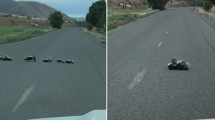 Sheriff helps skunk family cross road