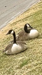 Canadian Geese